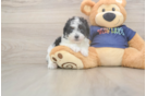 Havapoo Puppy for Adoption