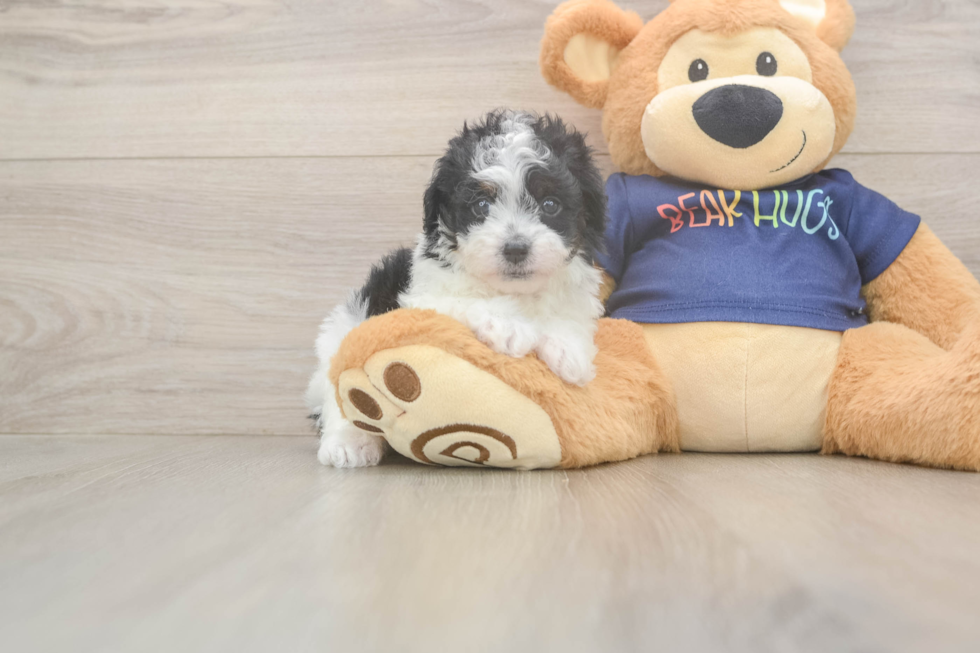 Havapoo Puppy for Adoption