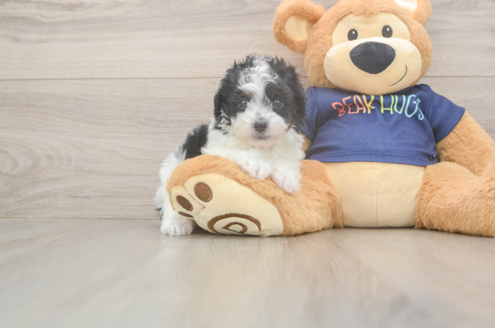 5 week old Havapoo Puppy For Sale - Premier Pups