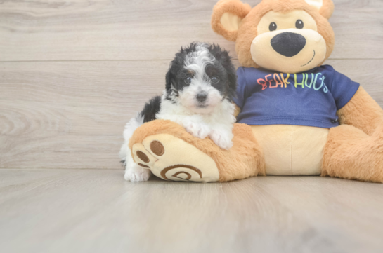 Havapoo Puppy for Adoption