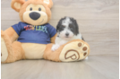 Friendly Havapoo Baby