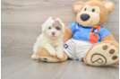 Fluffy Havapoo Poodle Mix Pup
