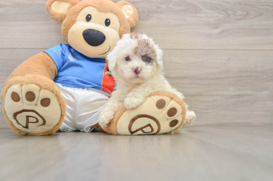 Havapoo Puppy for Adoption