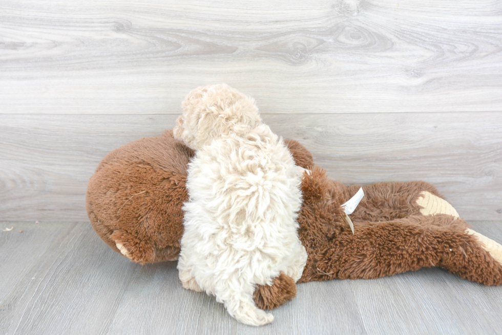 Little Havadoodle Poodle Mix Puppy