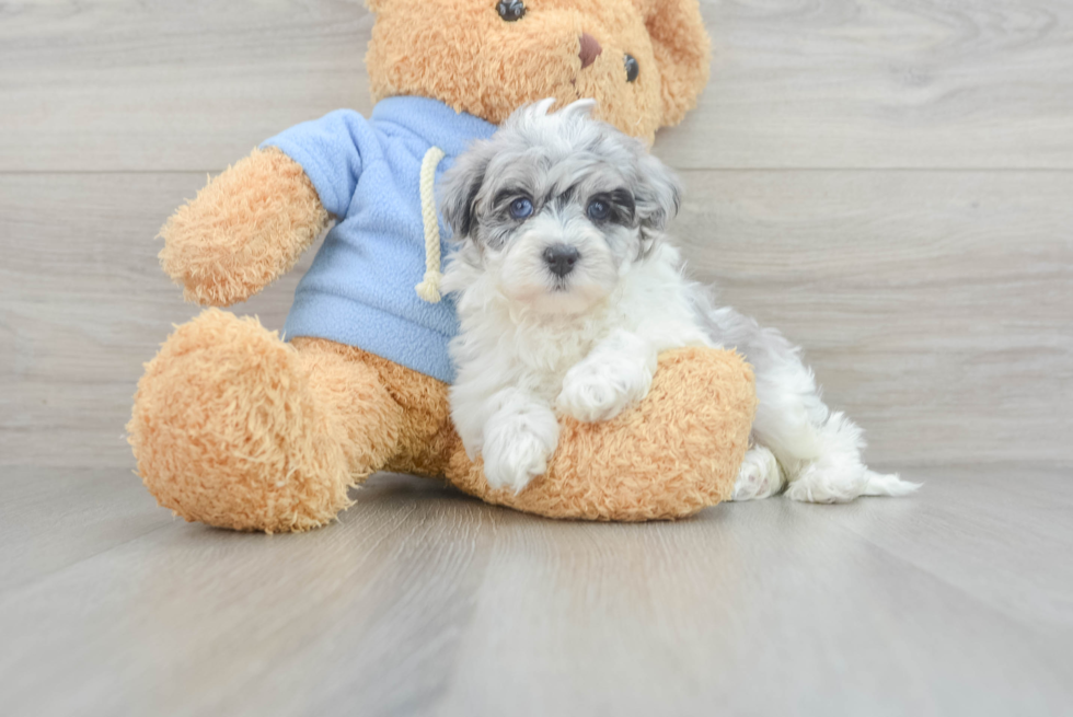 Havapoo Puppy for Adoption