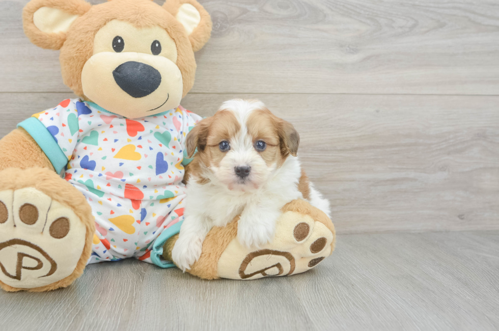 5 week old Havapoo Puppy For Sale - Premier Pups