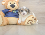 7 week old Havapoo Puppy For Sale - Premier Pups