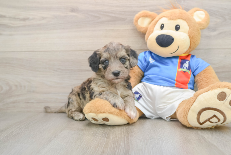 Friendly Havapoo Baby