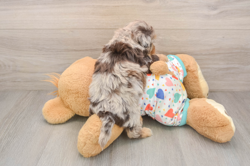 Havapoo Puppy for Adoption