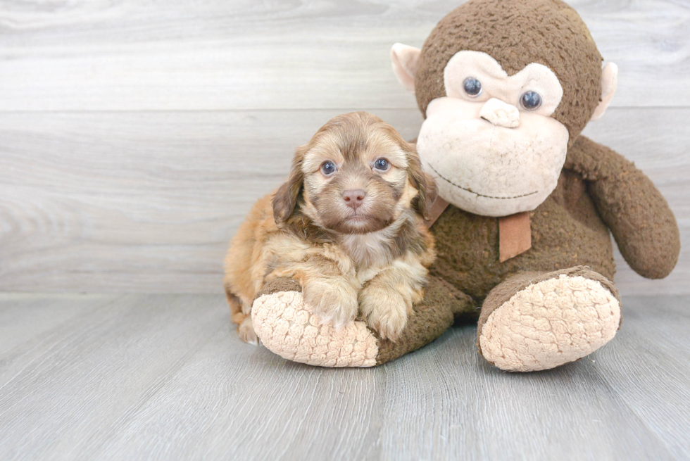 Playful Havadoodle Poodle Mix Puppy