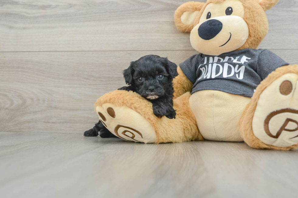 Energetic Havadoodle Poodle Mix Puppy