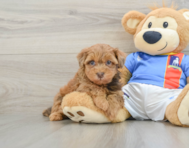8 week old Havapoo Puppy For Sale - Premier Pups