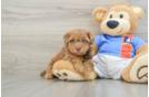Little Havadoodle Poodle Mix Puppy