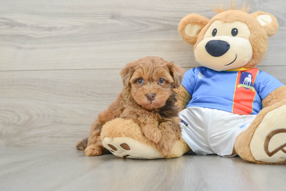 Little Havadoodle Poodle Mix Puppy