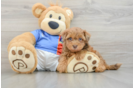 Best Havapoo Baby