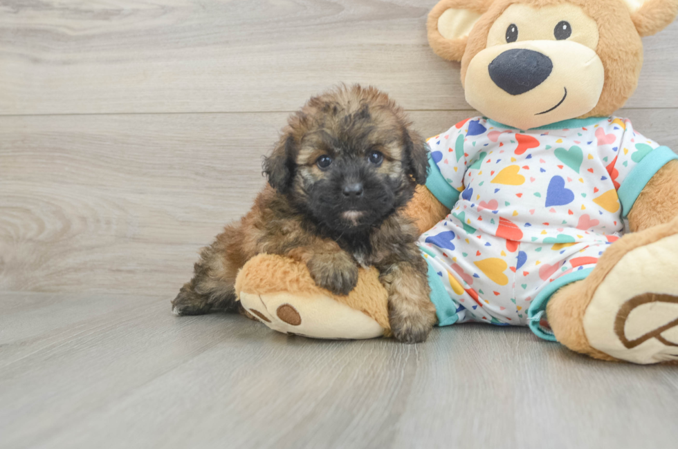 6 week old Havapoo Puppy For Sale - Premier Pups
