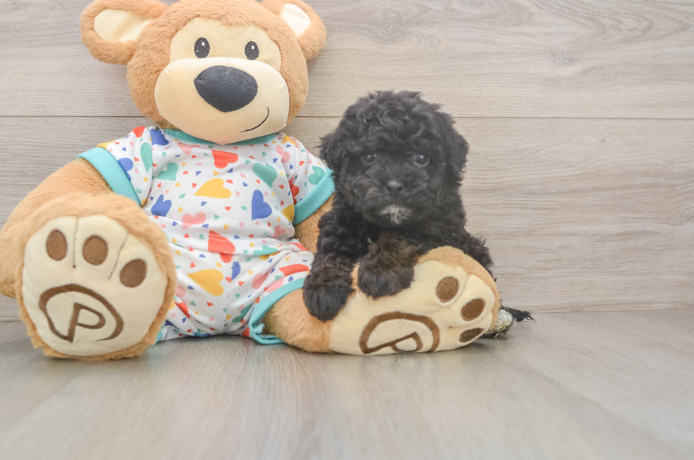 5 week old Havapoo Puppy For Sale - Premier Pups