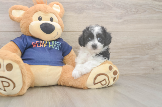 Playful Havadoodle Poodle Mix Puppy