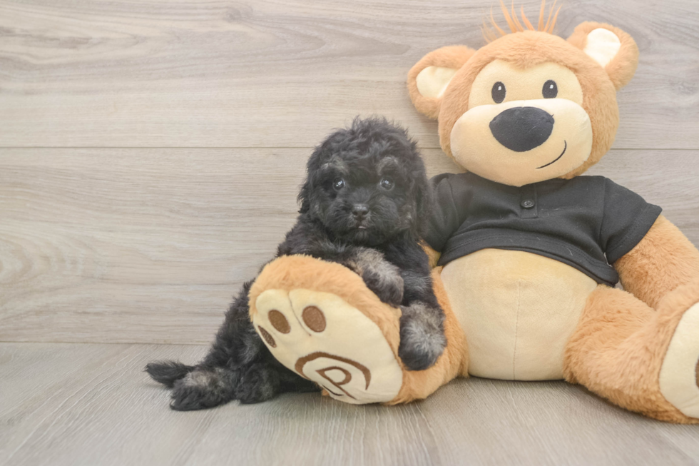 Meet Jeanie - our Havapoo Puppy Photo  2/3 - Premier Pups Small Havapoo Baby