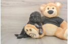 Meet Jeanie - our Havapoo Puppy Photo  2/3 - Premier Pups Small Havapoo Baby