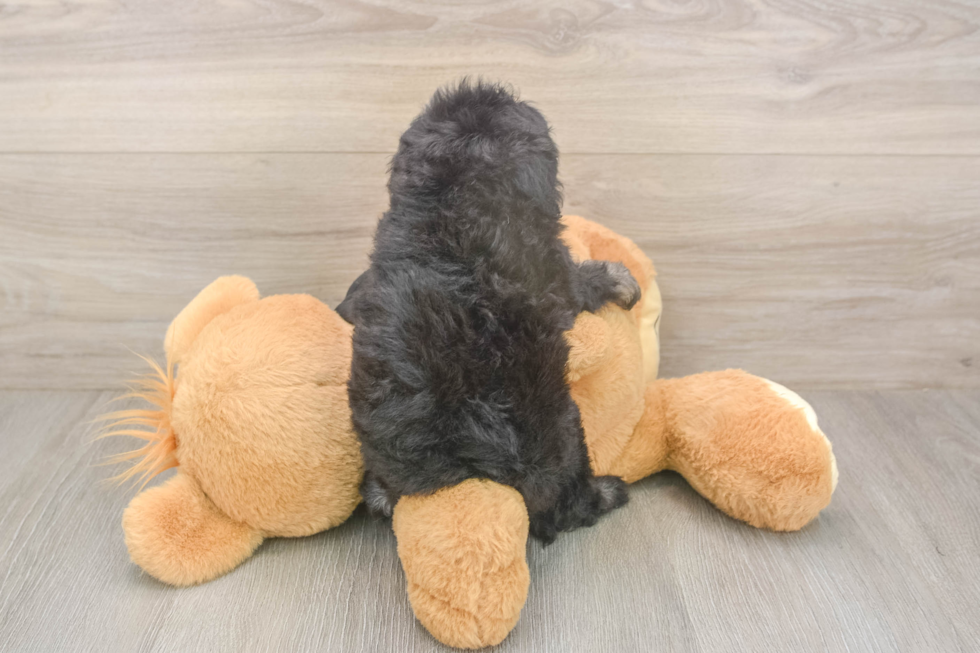 Meet Jeanie - our Havapoo Puppy Photo  3/3 - Premier Pups Fluffy Havapoo Poodle Mix Pup