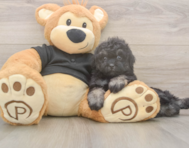 7 week old Havapoo Puppy For Sale - Premier Pups