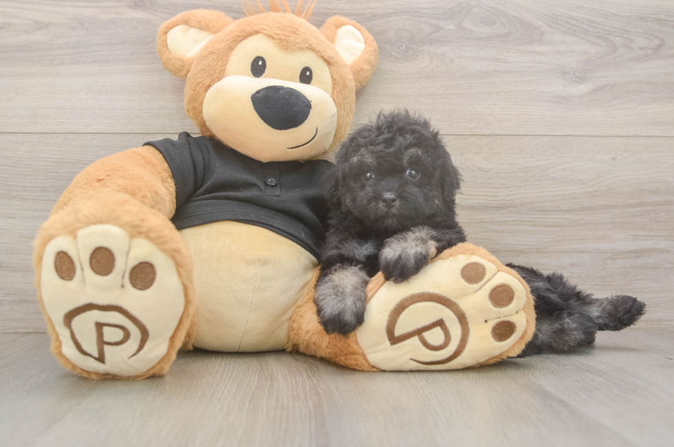 5 week old Havapoo Puppy For Sale - Premier Pups