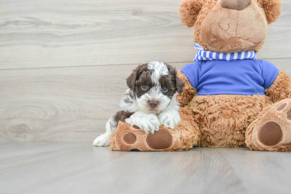 Playful Havadoodle Poodle Mix Puppy