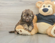8 week old Havapoo Puppy For Sale - Premier Pups