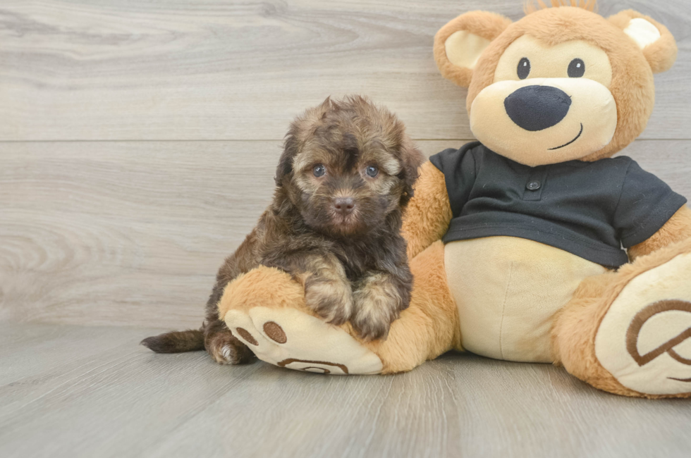 5 week old Havapoo Puppy For Sale - Premier Pups