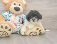 8 week old Havapoo Puppy For Sale - Premier Pups