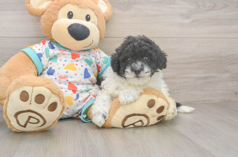 5 week old Havapoo Puppy For Sale - Premier Pups