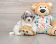 6 week old Havapoo Puppy For Sale - Premier Pups