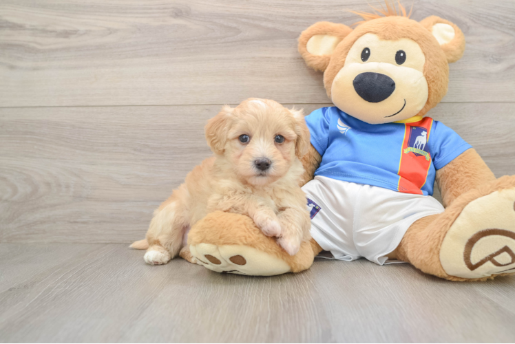 Havapoo Pup Being Cute