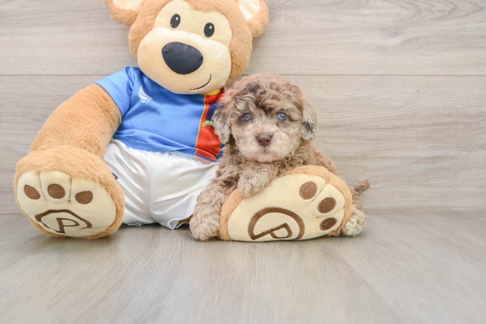 Adorable Havadoodle Poodle Mix Puppy