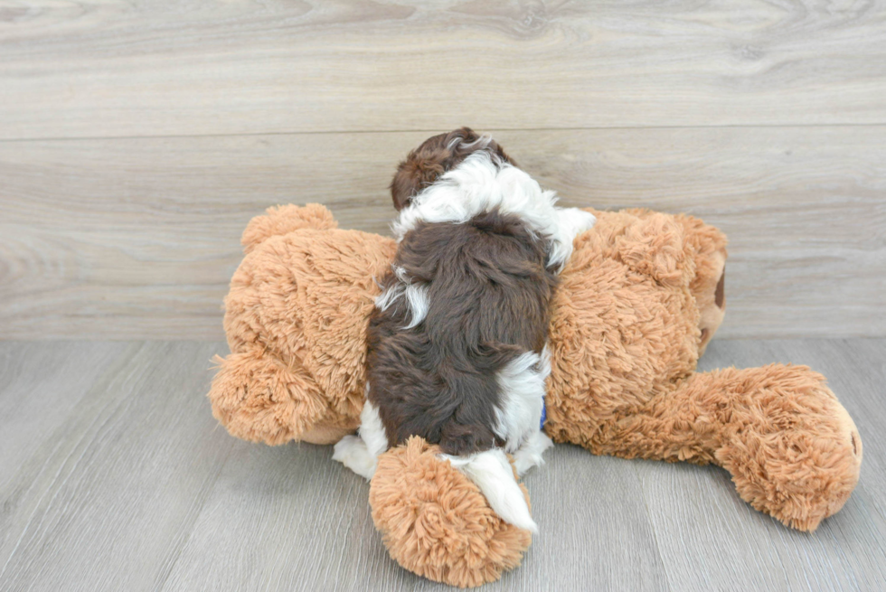 Havapoo Pup Being Cute