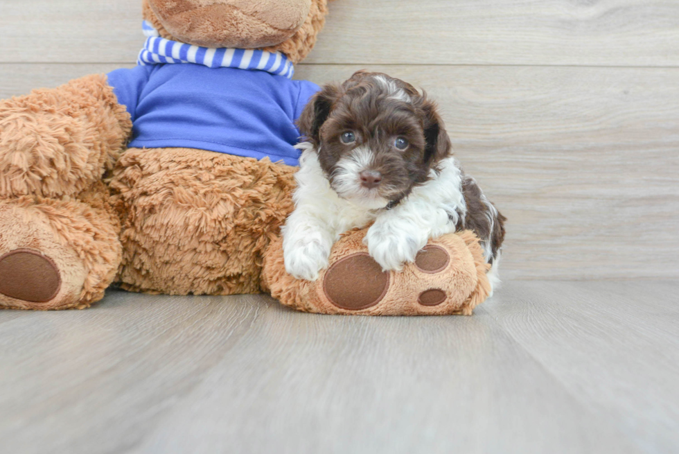 Havapoo Pup Being Cute