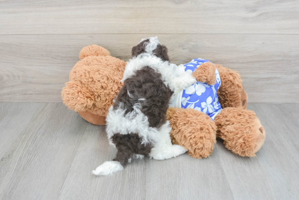 Petite Havapoo Poodle Mix Pup