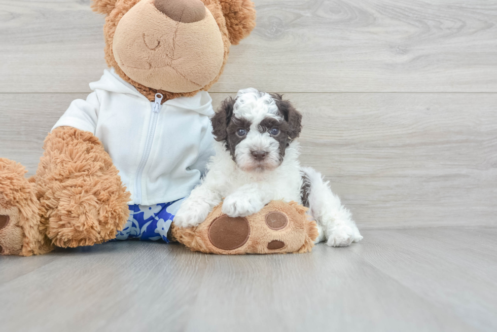 Friendly Havapoo Baby