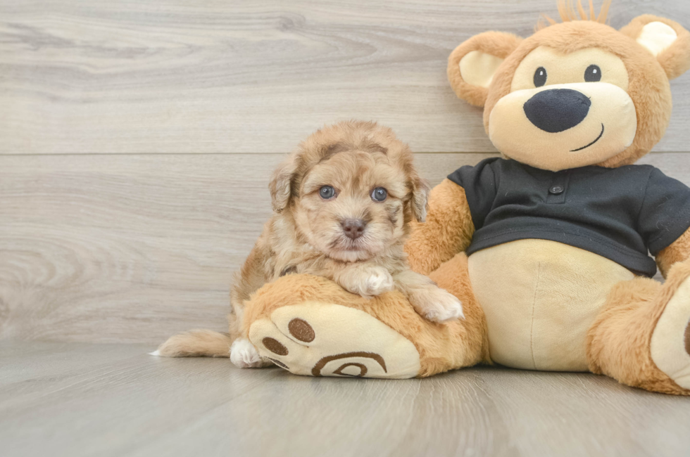 5 week old Havapoo Puppy For Sale - Premier Pups