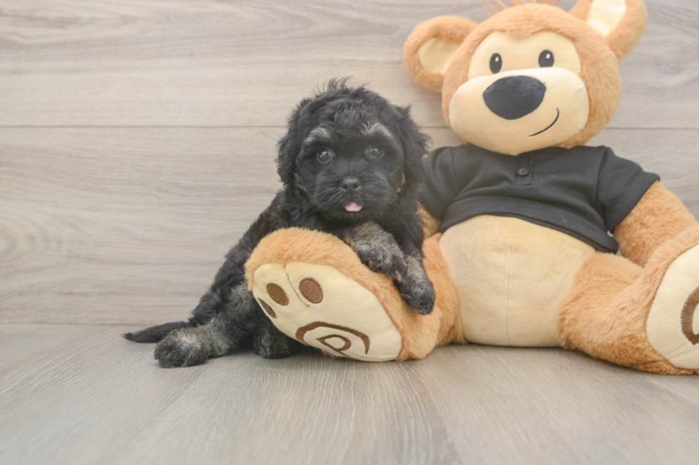 Meet Jerome - our Havapoo Puppy Photo  2/3 - Premier Pups Energetic Havadoodle Poodle Mix Puppy