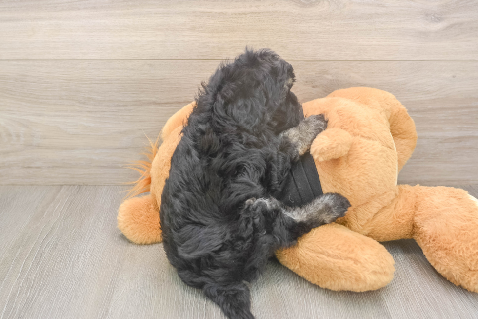 Meet Jerome - our Havapoo Puppy Photo  3/3 - Premier Pups Playful Havadoodle Poodle Mix Puppy
