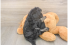 Meet Jerome - our Havapoo Puppy Photo  3/3 - Premier Pups Playful Havadoodle Poodle Mix Puppy