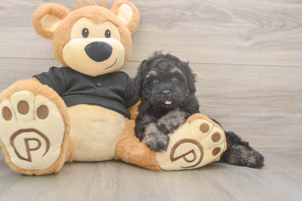 Meet Jerome - our Havapoo Puppy Photo  1/3 - Premier Pups Havapoo Pup Being Cute