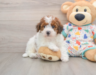 6 week old Havapoo Puppy For Sale - Premier Pups