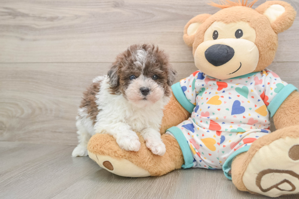 Smart Havapoo Poodle Mix Pup