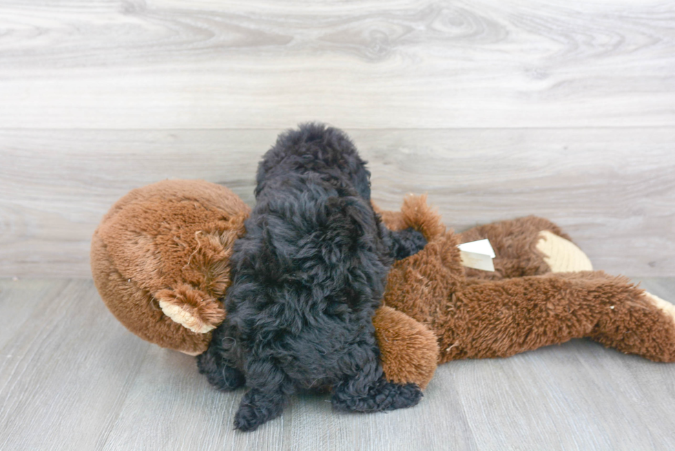 Hypoallergenic Havadoodle Poodle Mix Puppy