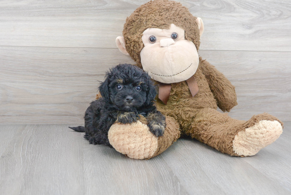 Energetic Havadoodle Poodle Mix Puppy