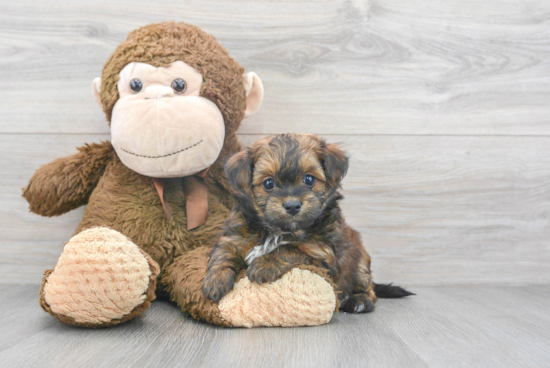 Popular Havapoo Poodle Mix Pup