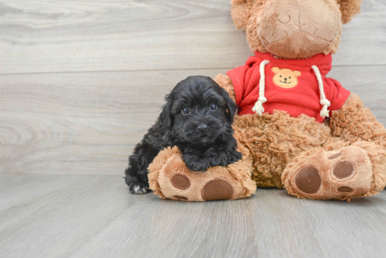 Funny Havapoo Poodle Mix Pup